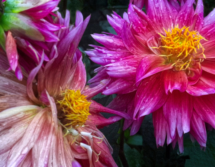 “Nature's Colors Collide” by Nicole Martinelli