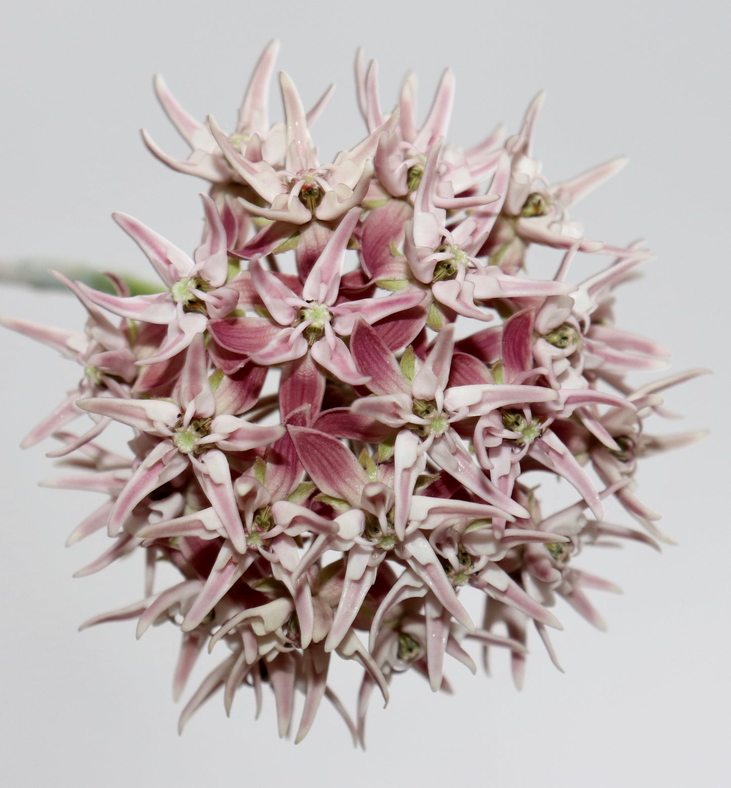 Asclepias by Kristi Ekern