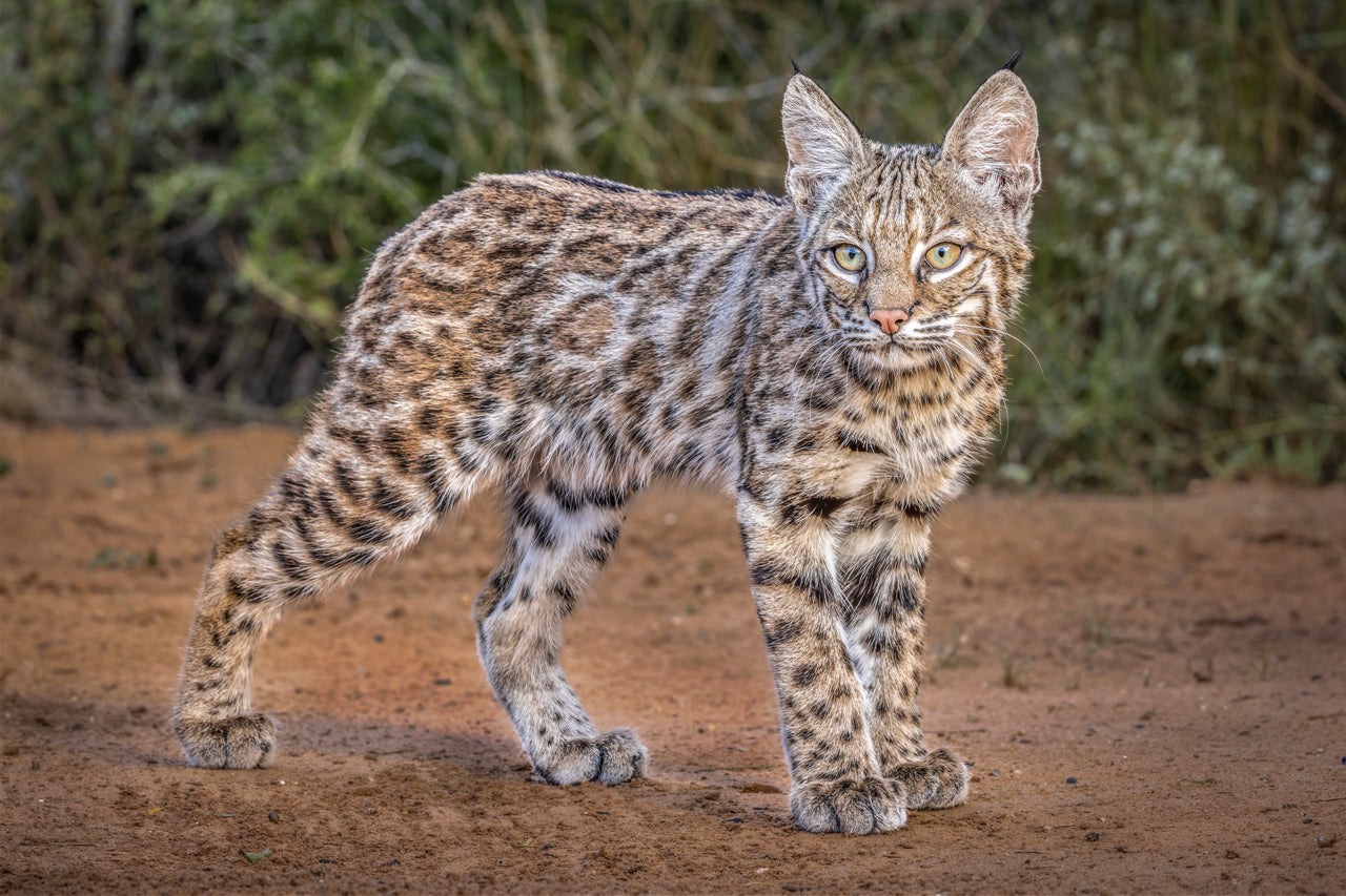 “Bobcat Kitten” by Frank Zurey