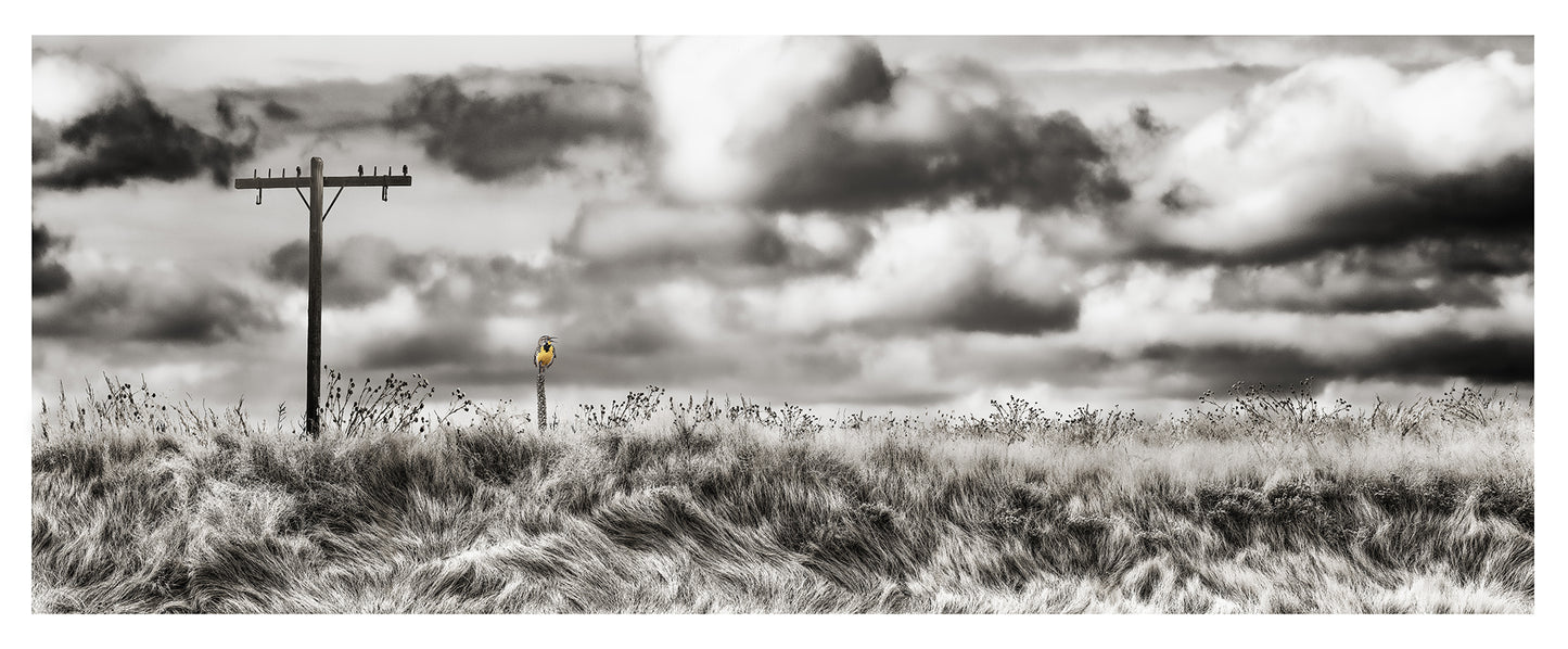 A Meadowlark and His Kingdom by Cara Brewer