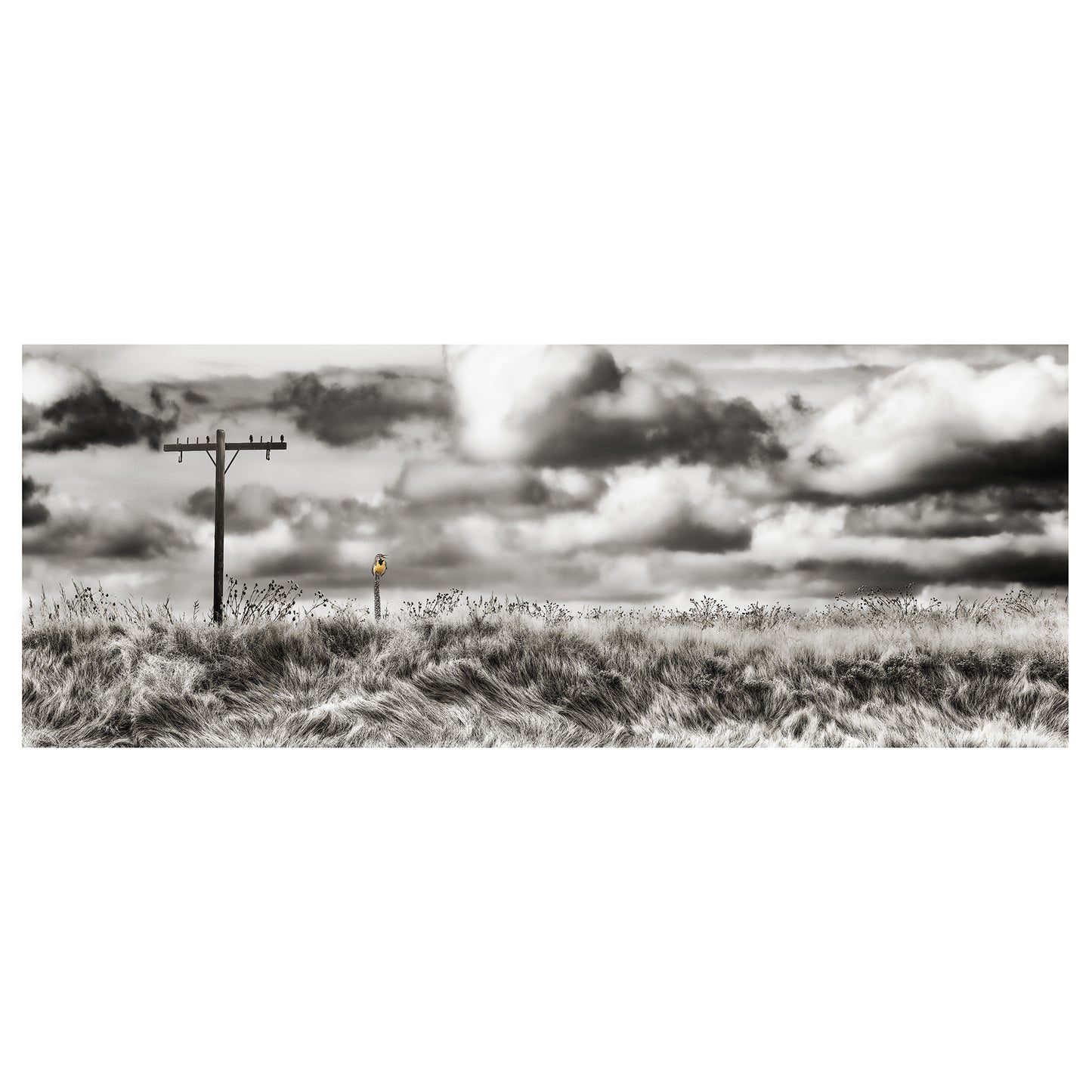 A Meadowlark and His Kingdom by Cara Brewer