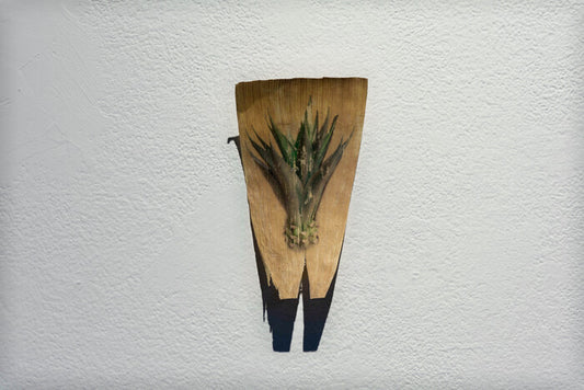 “Blue Agave” by Sofia Fernandez-Garcia