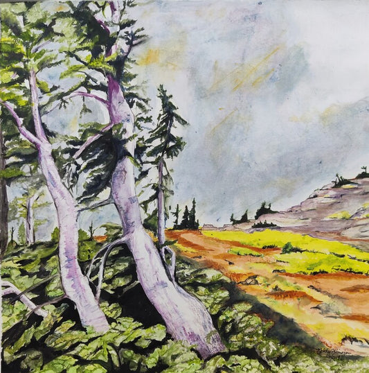 “Wind Shaped Tree” by Melody Huisjen