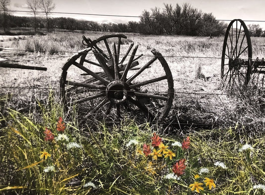 “Wildflowers at Sandstone Ranch” by Kristi Ekern