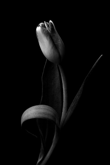 “Grace” by William Dubocq