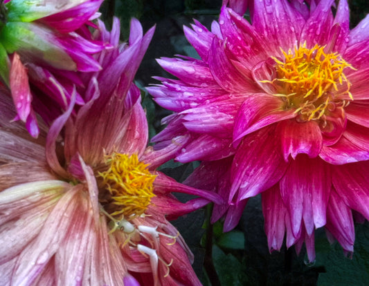 “Nature's Colors Collide” by Nicole Martinelli