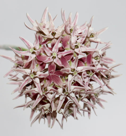 Asclepias by Kristi Ekern
