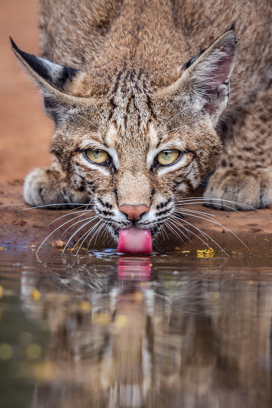 “Bobcat Getting a Drink” by Frank Zurey