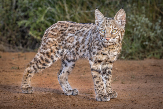 “Bobcat Kitten” by Frank Zurey