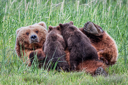 “Grizzly Bear Mom Nursing Twin Cubs” by Frank Zurey