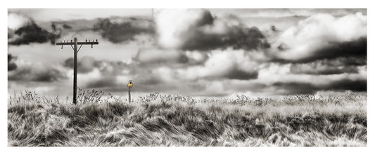 A Meadowlark and His Kingdom by Cara Brewer