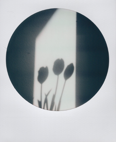 “Tulip Shadows” by Amber Winston-Squires
