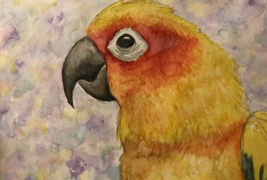 “Sun Conure” by Callae Mock