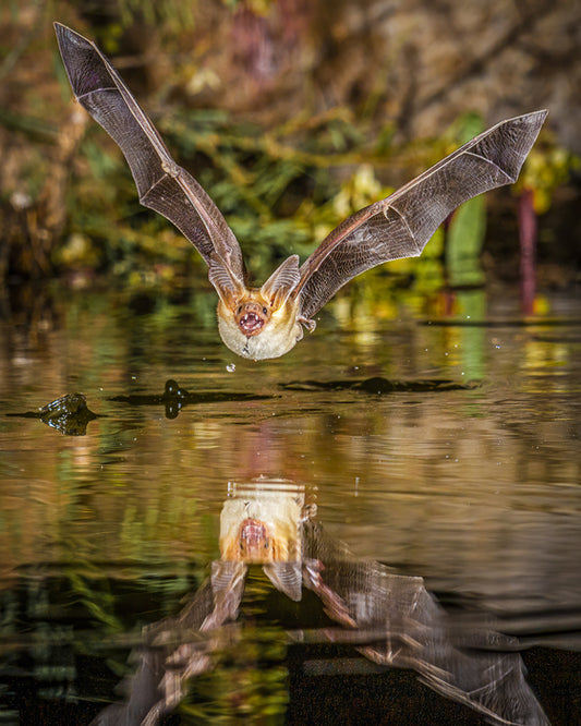 “Pallid Bat Getting a Drink” by Frank Zurey