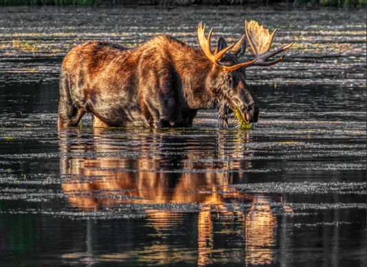 “Moose Feeding in Spraque Lake” by Frank Zurey