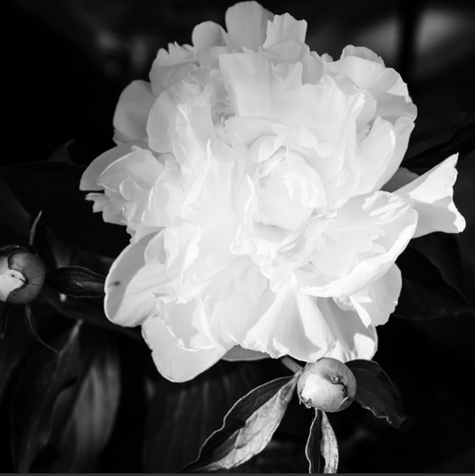 “Peony” by Gautam Bhan