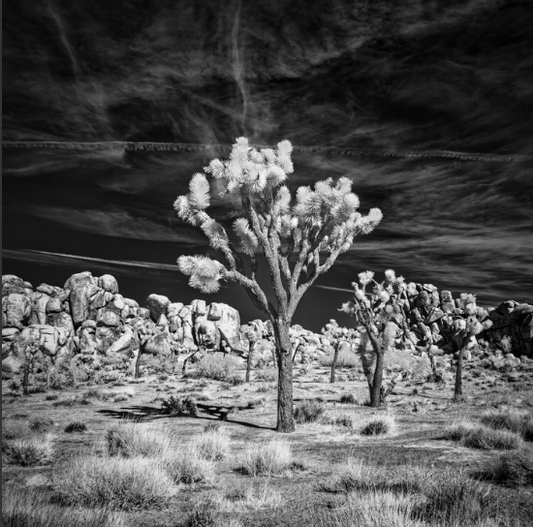 “Reaching Up” by Gautam Bhan