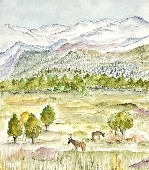 “Elk in RMNP” by Lisa Navarre