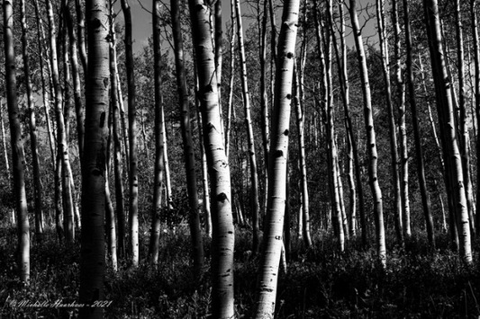 “Aspen Shadows” by Michelle Haarhues