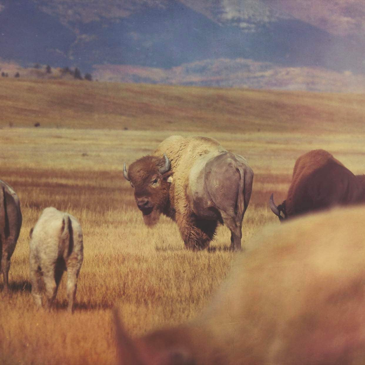 “Badger Basin Bison” by Sarah Griggs