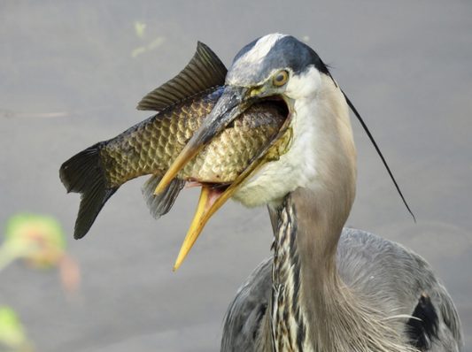 “Catch of the Day” by Twyla Bohrer